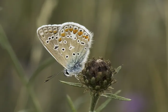 Gerahmter Druck : Polyommatus icarus, Blausternchen Gerahmter Druck : Polyommatus icarus, Blausternchen
