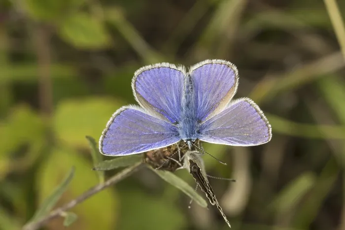 Gerahmter Druck : Polyommatus icarus, Blauaugen-Ragwescheibe Gerahmter Druck : Polyommatus icarus, Blauaugen-Ragwescheibe