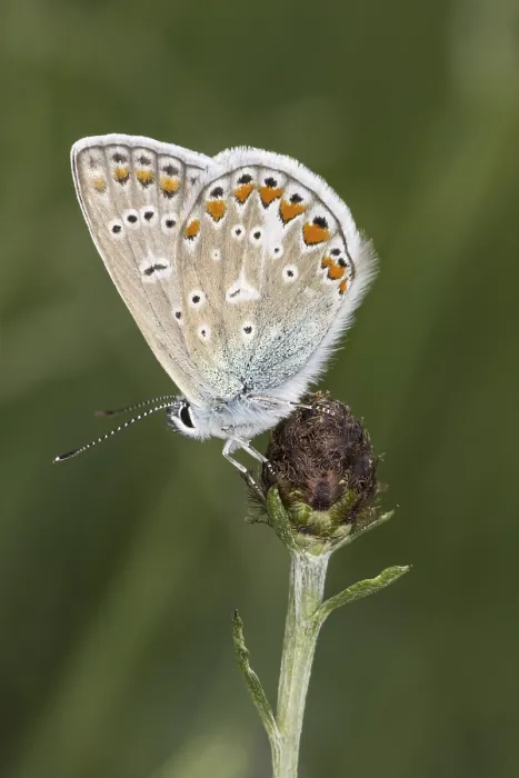 Gerahmter Druck : Polyommatus icarus, Blauaugen-Ragwescheibe Gerahmter Druck : Polyommatus icarus, Blauaugen-Ragwescheibe