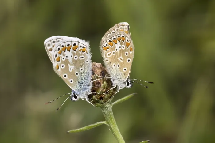 Gerahmter Druck : Polyommatus icarus, Blauaugen-Ragwescheibe