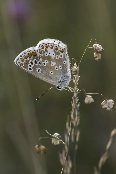 Gerahmter Druck : Polyommatus icarus, Blausticht Gerahmter Druck : Polyommatus icarus, Blausticht
