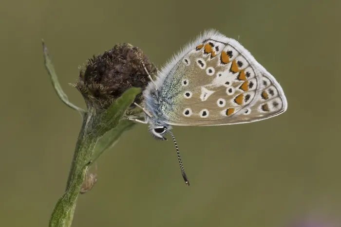 Gerahmter Druck : Polyommatus icarus, Blaupunkt-Bläuling Gerahmter Druck : Polyommatus icarus, Blaupunkt-Bläuling