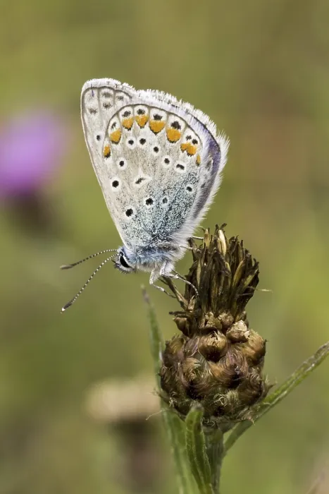 Gerahmter Druck : Polyommatus icarus, Blausternchen Gerahmter Druck : Polyommatus icarus, Blausternchen