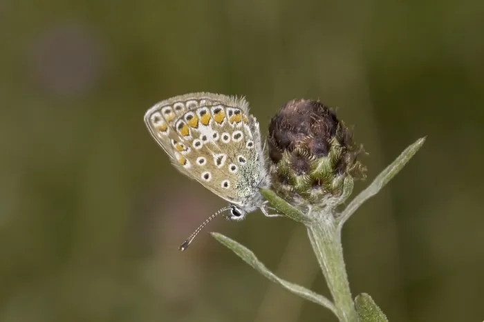 Gerahmter Druck : Polyommatus icarus, Blaustern-Bläuling.
