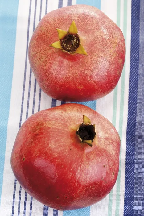Gerahmter Druck : Pomegranates Gerahmter Druck : Pomegranates