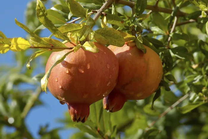 Gerahmter Druck : Granatäpfel, Spanien. Gerahmter Druck : Granatäpfel, Spanien.