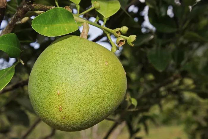 Gerahmter Druck : Pomelo-Frucht (Citrus maxima) Gerahmter Druck : Pomelo-Frucht (Citrus maxima)