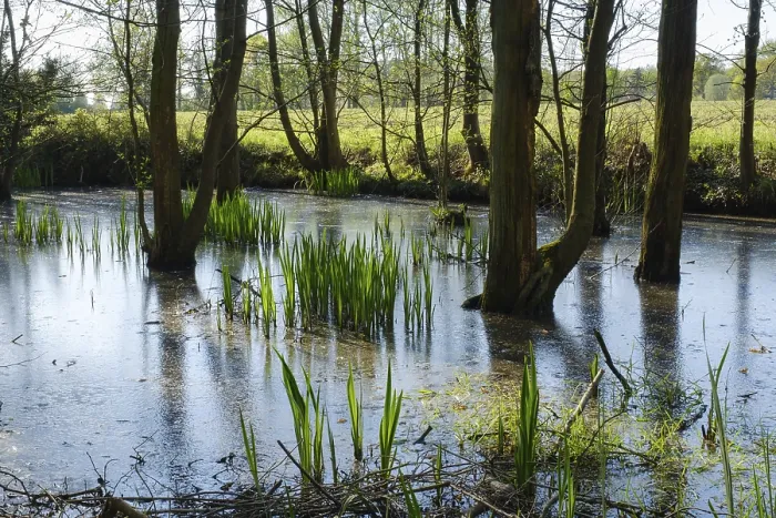 Gerahmter Druck : Teich mit gelber Flagge (Iris pseudacorus) Gerahmter Druck : Teich mit gelber Flagge (Iris pseudacorus)
