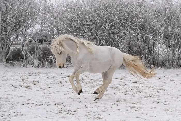 Gerahmter Druck : Pony Gerahmter Druck : Pony