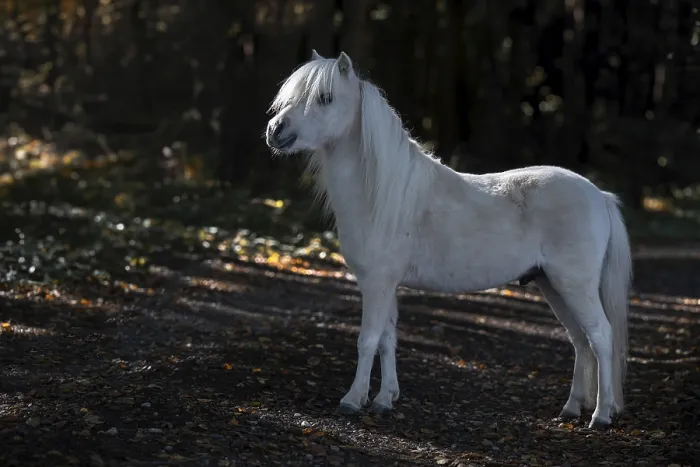 Gerahmter Druck : Ponyhengst Gerahmter Druck : Ponyhengst