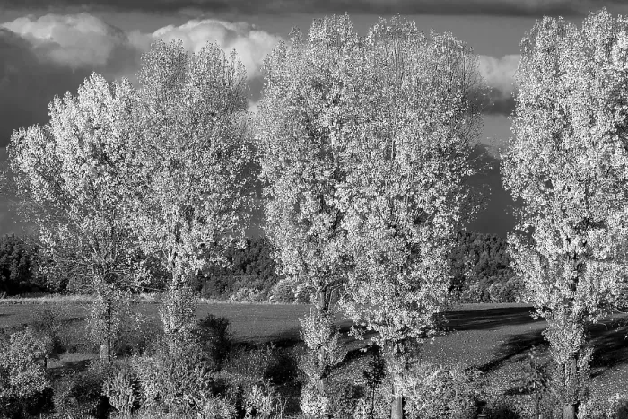 Gerahmter Druck : Pappeln (Populus), schwarz und weiß. Gerahmter Druck : Pappeln (Populus), schwarz und weiß.