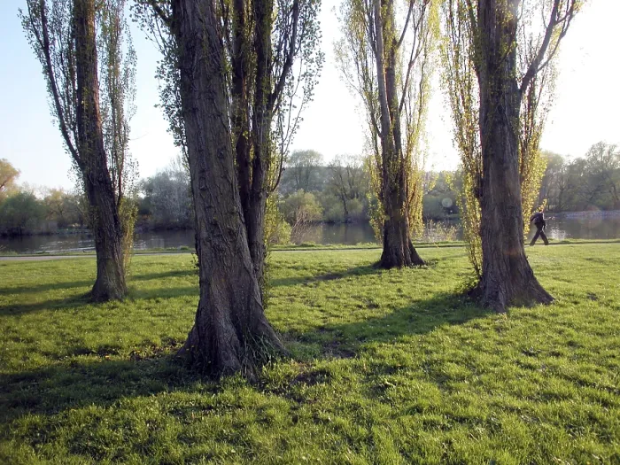 Gerahmter Druck : Vier Pappelstämme auf einer Wiese. Gerahmter Druck : Vier Pappelstämme auf einer Wiese.