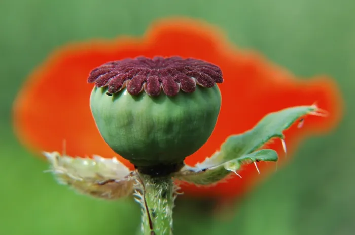 Gerahmter Druck : Poppy Gerahmter Druck : Poppy