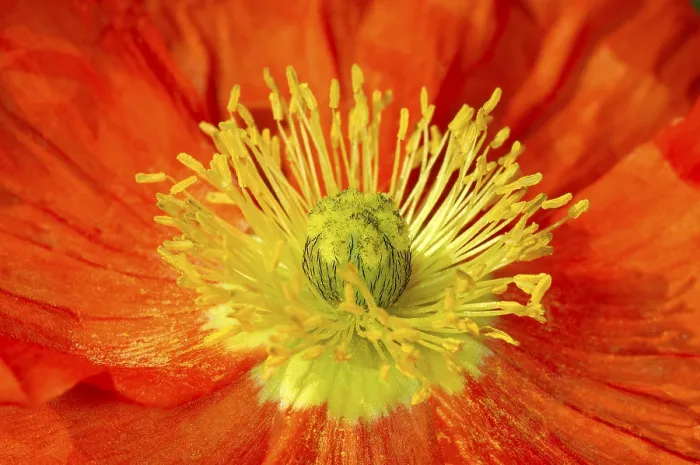 Gerahmter Druck : Poppy Gerahmter Druck : Poppy
