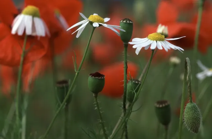 Gerahmter Druck : Poppy Gerahmter Druck : Poppy