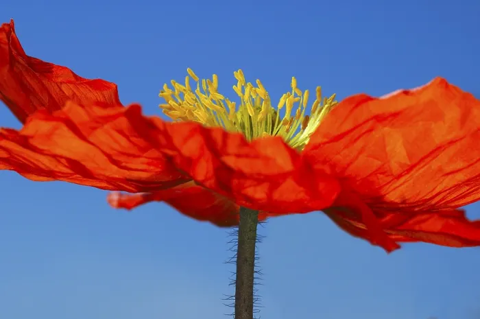 Gerahmter Druck : Poppy Gerahmter Druck : Poppy