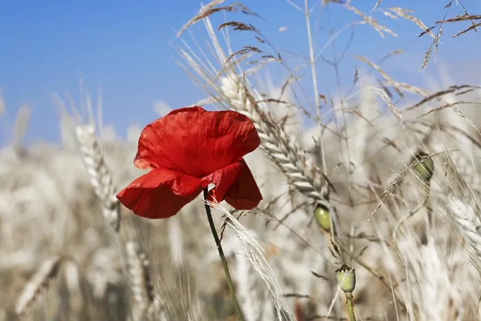 Gerahmter Druck : Mais und Poppie Gerahmter Druck : Mais und Poppie