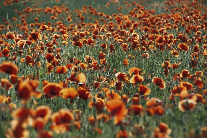 Gerahmter Druck : Blumenfeld mit Poppies Gerahmter Druck : Blumenfeld mit Poppies
