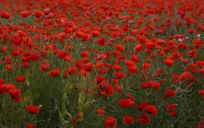 Gerahmter Druck : Blumenfeld mit Poppeln in voller Blüte, Thüringen, Deutschland. Gerahmter Druck : Blumenfeld mit Poppeln in voller Blüte, Thüringen, Deutschland.