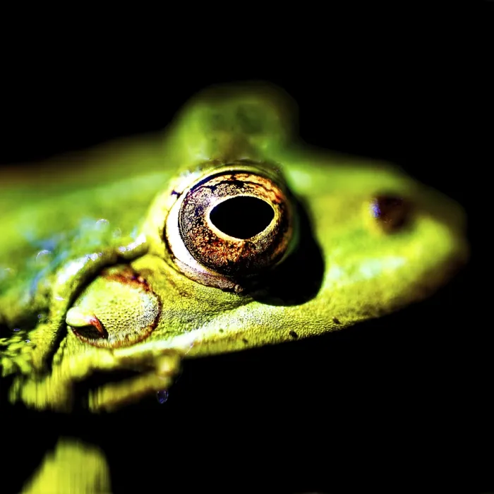 Gerahmter Druck : Portrait eines Frosches in Nahansicht Gerahmter Druck : Portrait eines Frosches in Nahansicht