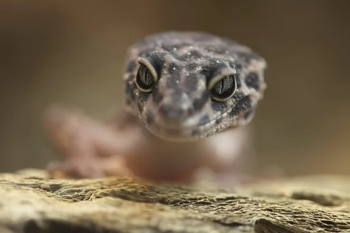 Gerahmter Druck : Portrait des Leopardgeckos (Eublepharis macularius) Gerahmter Druck : Portrait des Leopardgeckos (Eublepharis macularius)