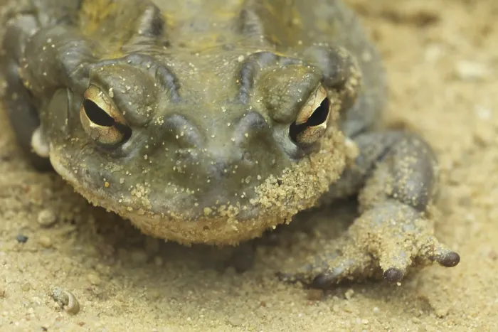 Gerahmter Druck : Portrait, Sonoren Laubfrösche (Bufo alvarius) Gerahmter Druck : Portrait, Sonoren Laubfrösche (Bufo alvarius)