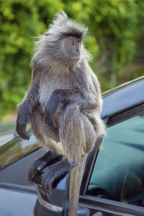Gerahmter Druck : Ein Portrait des Tuftigen grauen Languren Semnopithecus priam, Madras- und Coromandel-Sakralaffen. Ein grauer lustiger schäbiger Affe lebt frei in seinem natürlichen Lebensraum. Er springt auf einem Auto nahe einem Park. Gerahmter Druck : Ein Portrait des Tuftigen grauen Languren Semnopithecus priam, Madras- und Coromandel-Sakralaffen. Ein grauer lustiger schäbiger Affe lebt frei in seinem natürlichen Lebensraum. Er springt auf einem Auto nahe einem Park.