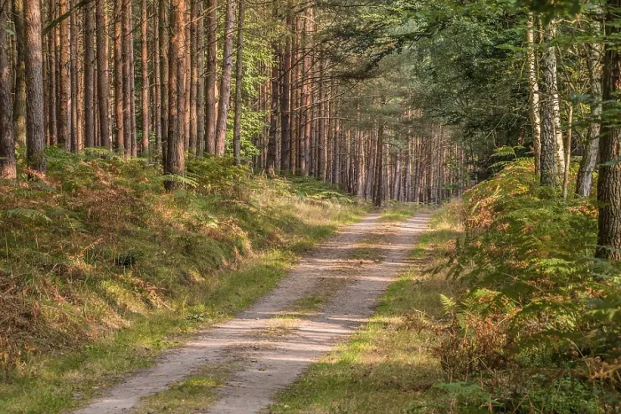 Gerahmter Druck : Postweg im Darb-Wald. Gerahmter Druck : Postweg im Darb-Wald.