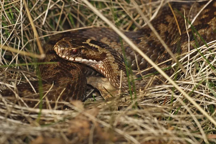 Gerahmter Druck : Adder Gerahmter Druck : Adder