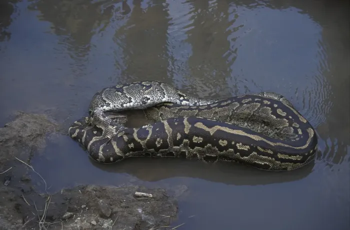 Gerahmter Druck : Afrikanische Rockpython (Python sabae) Gerahmter Druck : Afrikanische Rockpython (Python sabae)