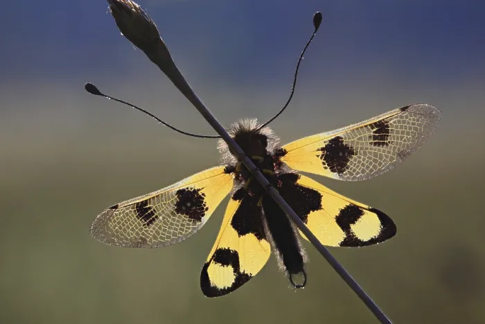Gerahmter Druck : Ascalaphiden-Blauerlöffler (Libelloides macaronius)