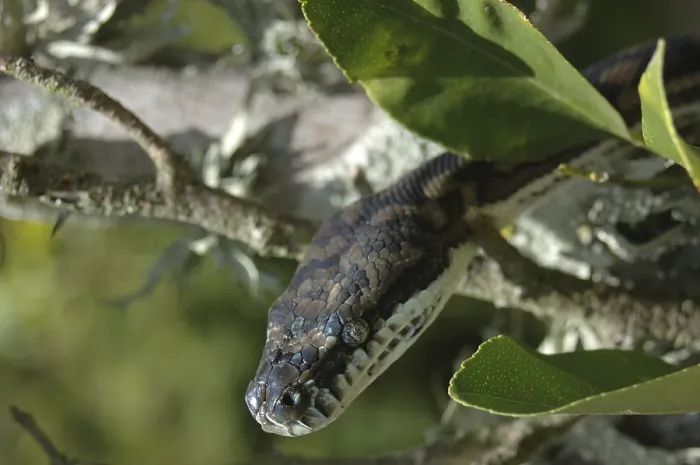 Gerahmter Druck : Australischer Zentralcarpetpython Gerahmter Druck : Australischer Zentralcarpetpython