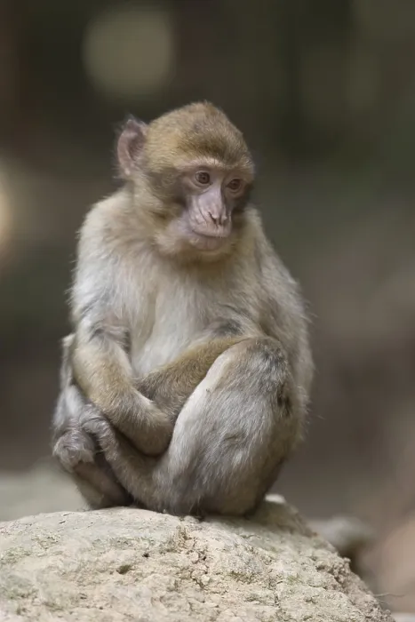 Gerahmter Druck : Barbary-Afrikanischer Affe (Macaca sylvanus) Gerahmter Druck : Barbary-Afrikanischer Affe (Macaca sylvanus)