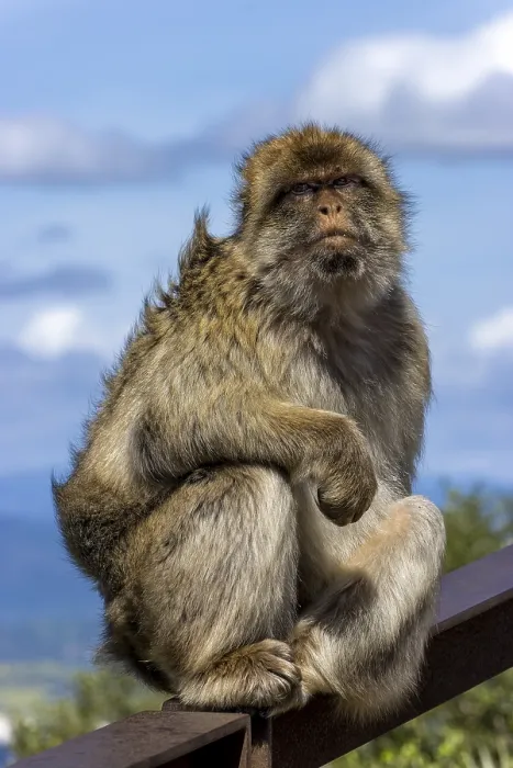 Gerahmter Druck : Ein Barbarabarockapuzin (Macaca sylvanus) Gerahmter Druck : Ein Barbarabarockapuzin (Macaca sylvanus)