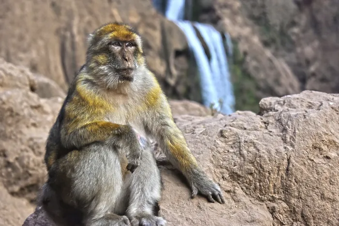 Gerahmter Druck : Barbary-Afrikanischer Affe (Macaca sylvanus)