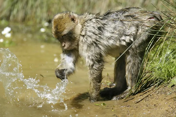 Gerahmter Druck : Barbary-Makake (Macaca sylvanus)