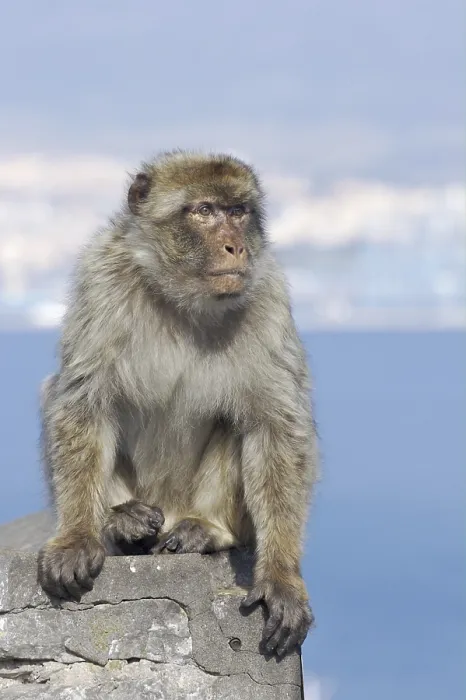 Gerahmter Druck : Barbary-Afrikanischer Makak (Macaca sylvanus) Gerahmter Druck : Barbary-Afrikanischer Makak (Macaca sylvanus)