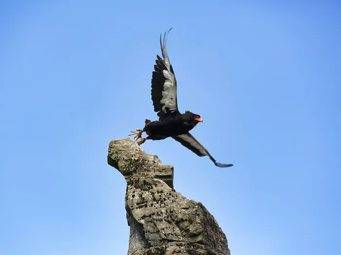 Gerahmter Druck : Bateleur, gefangen, Schlangenadler. Gerahmter Druck : Bateleur, gefangen, Schlangenadler.