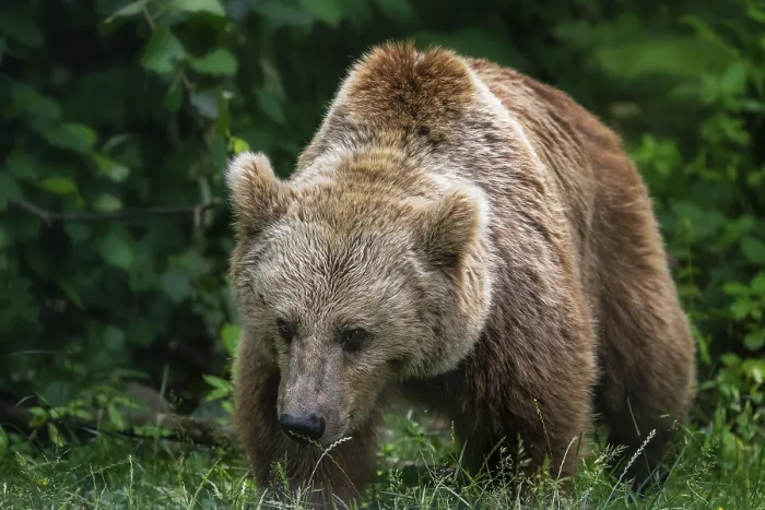 Gerahmter Druck : Bear Gerahmter Druck : Bear