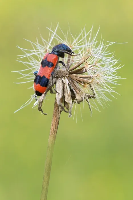 Gerahmter Druck : Bienenkäfer (Trichodes apiarius)