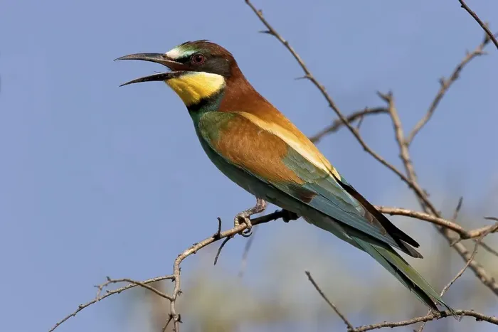 Gerahmter Druck : Schwalbenstar (Merops apiaster) Gerahmter Druck : Schwalbenstar (Merops apiaster)