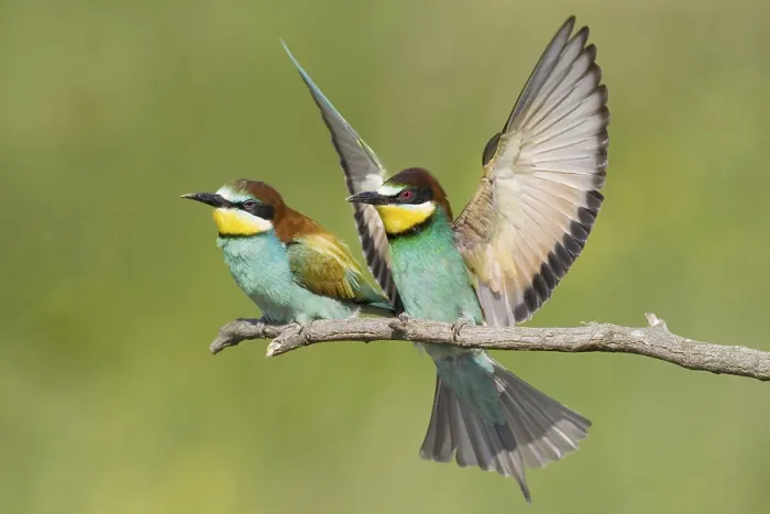 Gerahmter Druck : Bienenfresser, / (Merops apiaster) Gerahmter Druck : Bienenfresser, / (Merops apiaster)