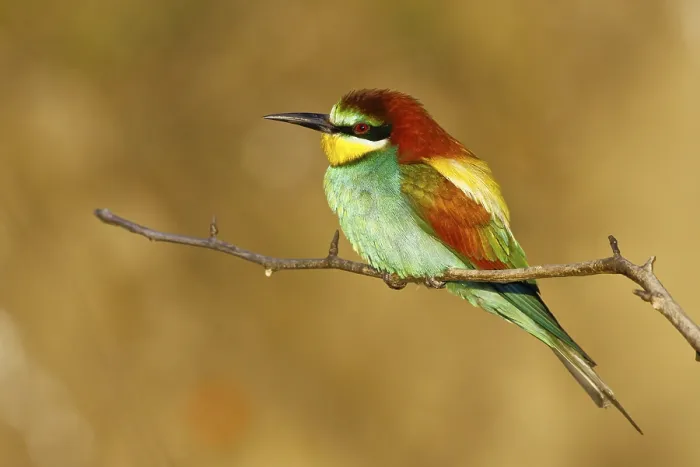 Gerahmter Druck : Bienenfresser (Merops apiaster) Gerahmter Druck : Bienenfresser (Merops apiaster)