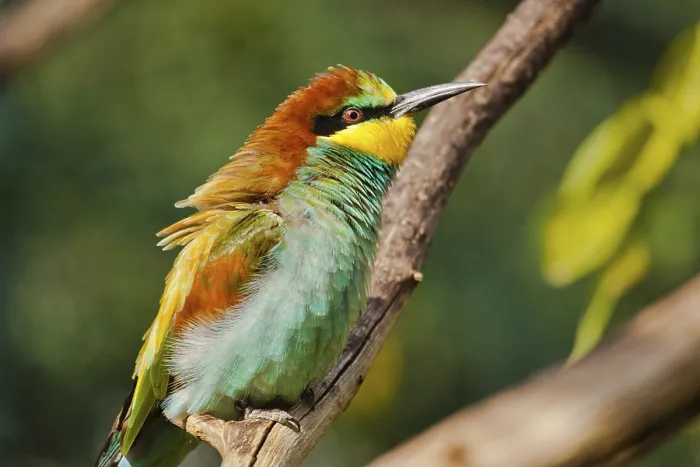 Gerahmter Druck : Schwalbenkäuzchen (Merops apiaster) Gerahmter Druck : Schwalbenkäuzchen (Merops apiaster)