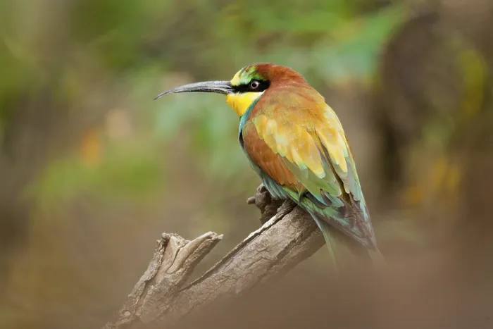 Gerahmter Druck : Schwalbenstar (Merops apiaster) Gerahmter Druck : Schwalbenstar (Merops apiaster)