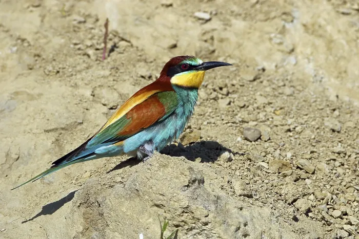 Gerahmter Druck : Schwalbenstar, Merops apiaster