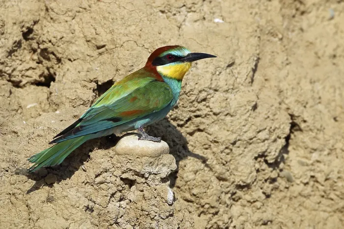 Gerahmter Druck : Schwalbenstar, Merops apiaster Gerahmter Druck : Schwalbenstar, Merops apiaster