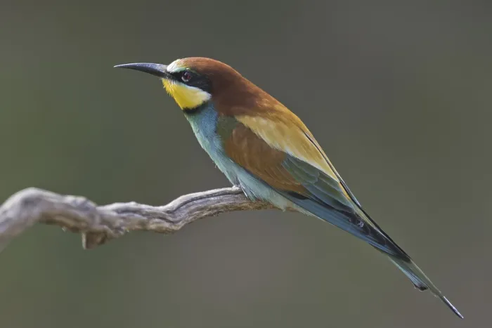 Gerahmter Druck : Schilfmeisenfresser (Merops apiaster) Gerahmter Druck : Schilfmeisenfresser (Merops apiaster)