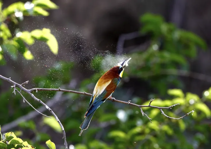 Gerahmter Druck : Schwalbenstar (Merops apiaster) Gerahmter Druck : Schwalbenstar (Merops apiaster)