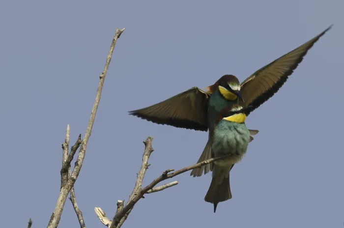 Gerahmter Druck : Felsenschwalben (Merops apiaster) Gerahmter Druck : Felsenschwalben (Merops apiaster)